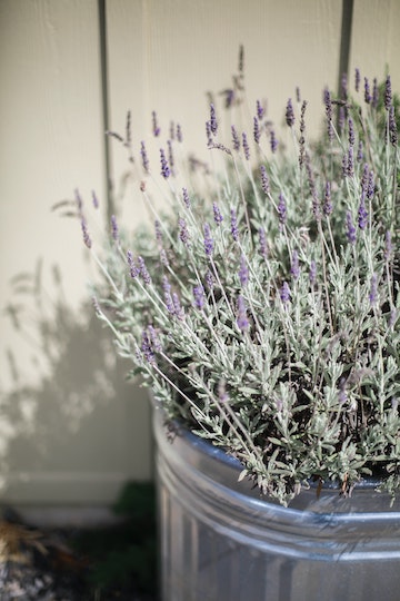 Photo  of lavender from https://unsplash.com/s/photos/lavendar
